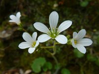Saxifraga granulata 103, Knolsteenbreek, Saxifraga-Ed Stikvoort