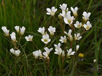 Saxifraga granulata 104, Knolsteenbreek, Saxifraga-Luuk Vermeer