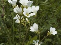 Saxifraga granulata 11, Knolsteenbreek, Saxifraga-Marijke Verhagen