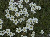 Saxifraga granulata 12, Knolsteenbreek, Saxifraga-Jan van der Straaten