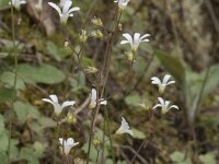 Saxifraga granulata 120, Knolsteenbreek, Saxifraga-Willem van Kruijsbergen
