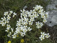 Saxifraga granulata 13, Knolsteenbreek, Saxifraga-Jan van der Straaten