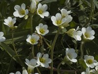 Saxifraga granulata 14, Knolsteenbreek, Saxifraga-Jan van der Straaten