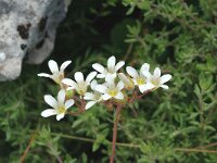 Saxifraga granulata 15, Knolsteenbreek, Saxifraga-Jan van der Straaten