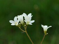 Saxifraga granulata 16, Knolsteenbreek, Saxifraga-Dirk Hilbers