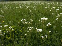 Saxifraga granulata 17, Knolsteenbreek, Saxifraga-Jan van der Straaten