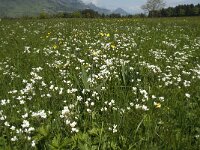 Saxifraga granulata 18, Knolsteenbreek, Saxifraga-Jan van der Straaten