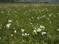 Saxifraga granulata 19, Knolsteenbreek, Saxifraga-Jan van der Straaten