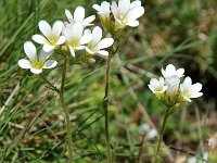Saxifraga granulata 2, Knolsteenbreek, Saxifraga-Willem van Kruijsbergen