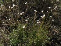 Saxifraga granulata 20, Knolsteenbreek, Saxifraga-Willem van Kruijsbergen