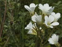 Saxifraga granulata 3, Knolsteenbreek, Saxifraga-Marijke Verhagen