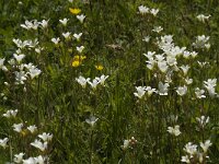 Saxifraga granulata 35, Knolsteenbreek, Saxifraga-Jan van der Straaten