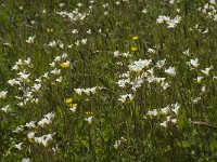 Saxifraga granulata 36, Knolsteenbreek, Saxifraga-Jan van der Straaten