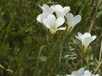 Saxifraga granulata 4, Knolsteenbreek, Saxifraga-Marijke Verhagen