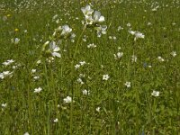 Saxifraga granulata 43, Knolsteenbreek, Saxifraga-Jan van der Straaten