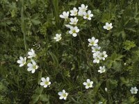 Saxifraga granulata 5, Knolsteenbreek, Saxifraga-Marijke Verhagen