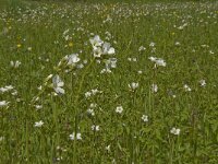 Saxifraga granulata 50, Knolsteenbreek, Saxifraga-Jan van der Straaten