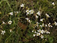 Saxifraga granulata 51, Knolsteenbreek, Saxifraga-Willem van Kruijsbergen