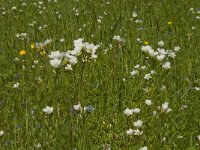 Saxifraga granulata 52, Knolsteenbreek, Saxifraga-Jan van der Straaten
