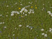 Saxifraga granulata 53, Knolsteenbreek, Saxifraga-Jan van der Straaten