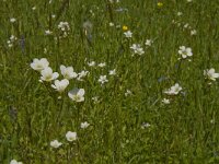 Saxifraga granulata 54, Knolsteenbreek, Saxifraga-Jan van der Straaten