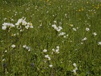 Saxifraga granulata 55, Knolsteenbreek, Saxifraga-Jan van der Straaten