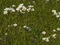 Saxifraga granulata 56, Knolsteenbreek, Saxifraga-Jan van der Straaten
