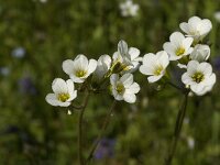 Saxifraga granulata 57, Knolsteenbreek, Saxifraga-Jan van der Straaten