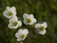 Saxifraga granulata 58, Knolsteenbreek, Saxifraga-Jan van der Straaten
