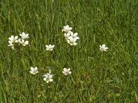 Saxifraga granulata 59, Knolsteenbreek, Saxifraga-Jan van der Straaten