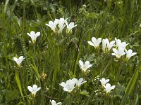 Saxifraga granulata 6, Knolsteenbreek, Saxifraga-Marijke Verhagen