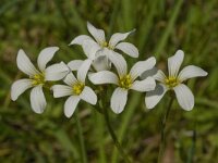 Saxifraga granulata 60, Knolsteenbreek, Saxifraga-Jan van der Straaten