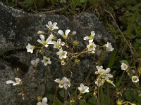 Saxifraga granulata 61, Knolsteenbreek, Saxifraga-Willem van Kruijsbergen