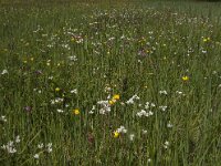 Saxifraga granulata 62, Knolsteenbreek, Saxifraga-Jan van der Straaten