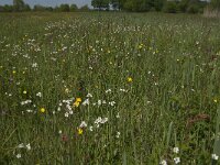 Saxifraga granulata 63, Knolsteenbreek, Saxifraga-Jan van der Straaten