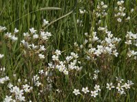 Saxifraga granulata 64, Knolsteenbreek, Saxifraga-Jan van der Straaten