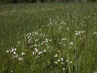 Saxifraga granulata 65, Knolsteenbreek, Saxifraga-Jan van der Straaten
