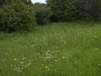 Saxifraga granulata 66, Knolsteenbreek, Saxifraga-Willem van Kruijsbergen