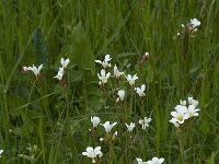 Saxifraga granulata 67, Knolsteenbreek, Saxifraga-Willem van Kruijsbergen