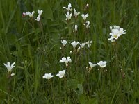 Saxifraga granulata 68, Knolsteenbreek, Saxifraga-Willem van Kruijsbergen