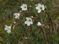 Saxifraga granulata 69, Knolsteenbreek, Saxifraga-Willem van Kruijsbergen