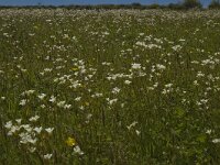 Saxifraga granulata 7, Knolsteenbreek, Saxifraga-Marijke Verhagen