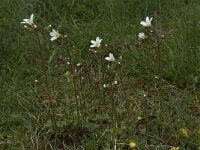 Saxifraga granulata 70, Knolsteenbreek, Saxifraga-Willem van Kruijsbergen