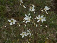 Saxifraga granulata 71, Knolsteenbreek, Saxifraga-Willem van Kruijsbergen