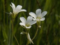 Saxifraga granulata 72, Knolsteenbreek, Saxifraga-Jan van der Straaten