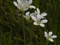 Saxifraga granulata 73, Knolsteenbreek, Saxifraga-Jan van der Straaten