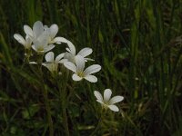 Saxifraga granulata 74, Knolsteenbreek, Saxifraga-Jan van der Straaten