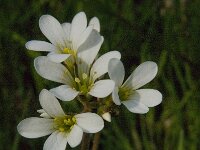 Saxifraga granulata 75, Knolsteenbreek, Saxifraga-Jan van der Straaten