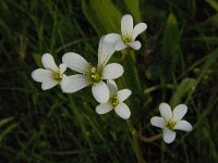 Saxifraga granulata 76, Knolsteenbreek, Saxifraga-Jan van der Straaten