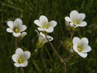 Saxifraga granulata 77, Knolsteenbreek, Saxifraga-Jan van der Straaten